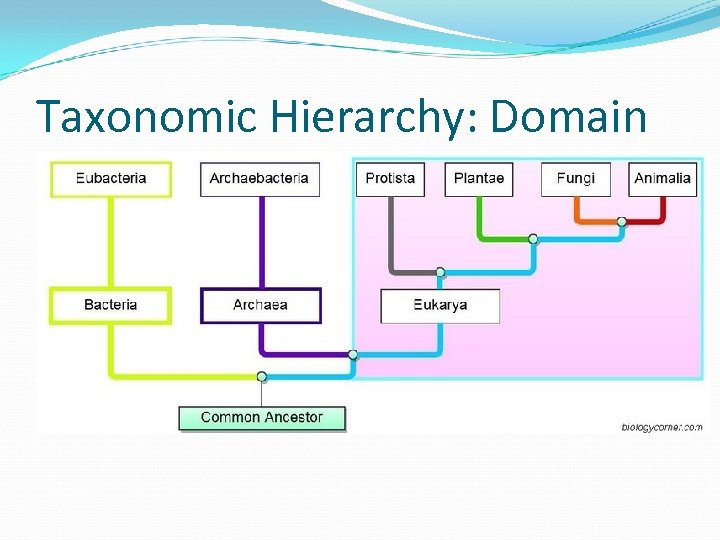 Taxonomic Hierarchy: Domain 