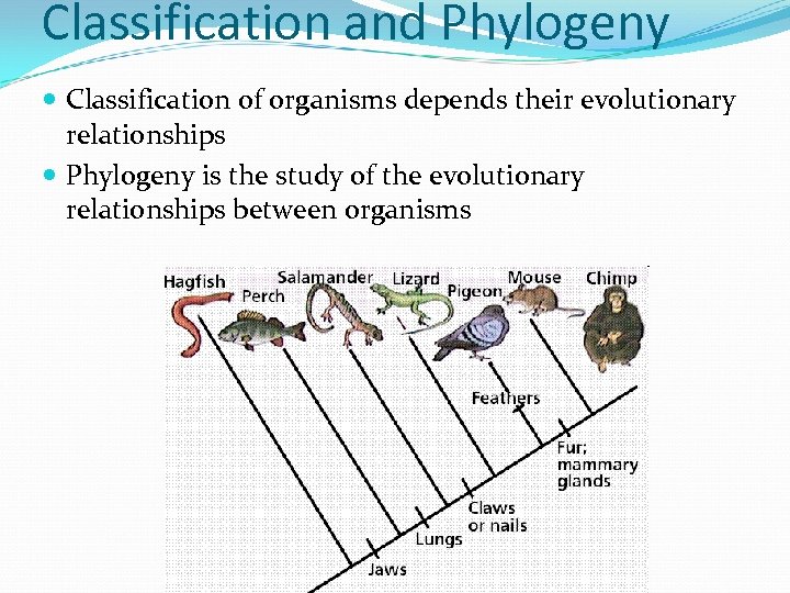 Classification and Phylogeny Classification of organisms depends their evolutionary relationships Phylogeny is the study