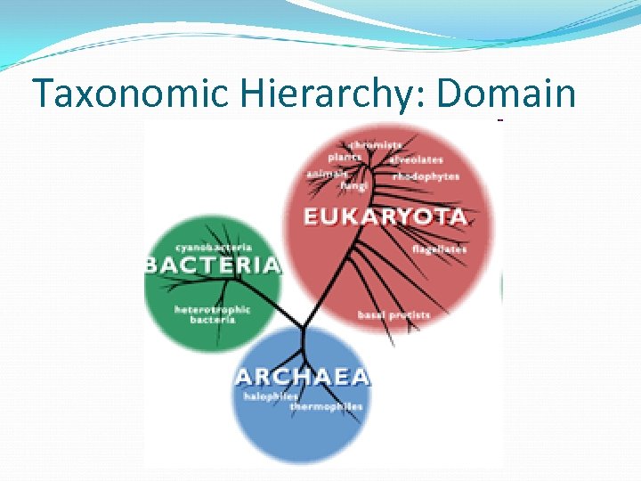 Taxonomic Hierarchy: Domain 
