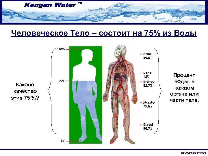 Человеческое Тело – состоит на 75% из Воды Каково качество этих 75 %? Процент