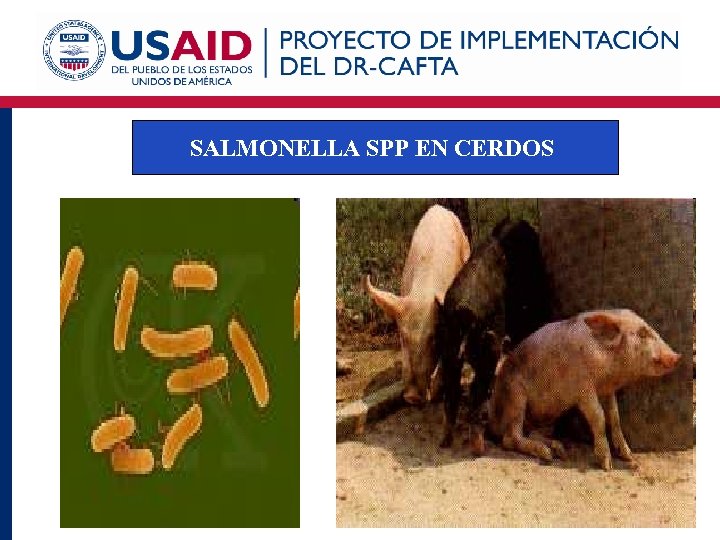 SALMONELLA SPP EN CERDOS 