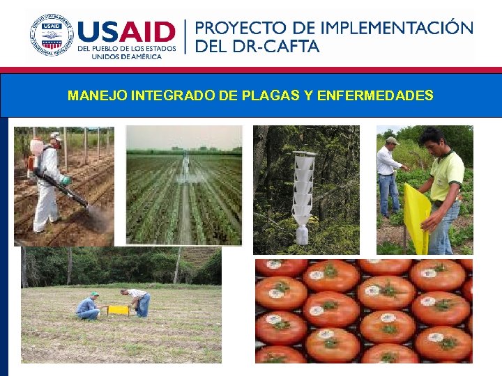 MANEJO INTEGRADO DE PLAGAS Y ENFERMEDADES 