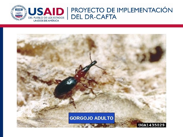 Cylas formicarius elegantulus: UNA PLAGA CUARENTENARIA GORGOJO ADULTO 