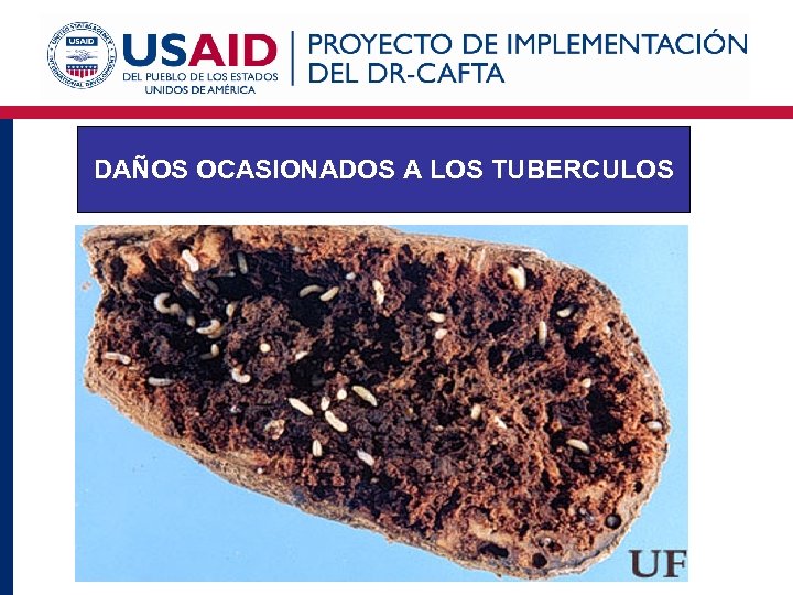 DAÑOS OCASIONADOS A LOS TUBERCULOS 