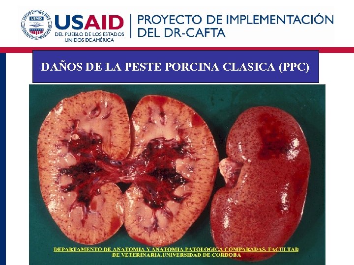 DAÑOS DE LA PESTE PORCINA CLASICA (PPC) 