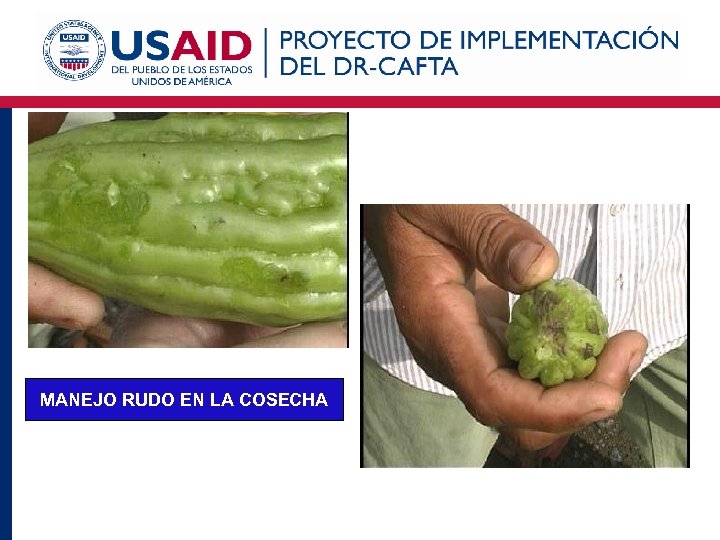 MANEJO RUDO EN LA COSECHA 