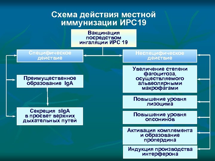 Схема действия местной иммунизации ИРС 19 Вакцинация посредством ингаляции ИРС 19 Специфическое действие Неспецифическое
