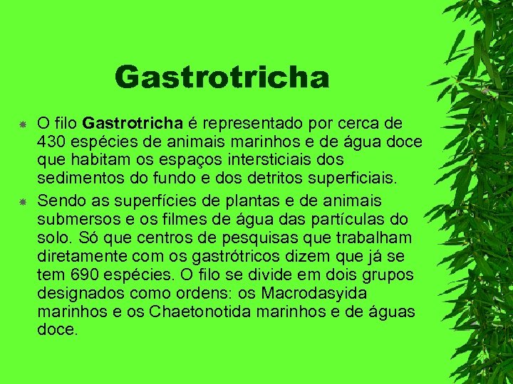 Gastrotricha O filo Gastrotricha é representado por cerca de 430 espécies de animais marinhos