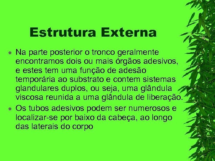 Estrutura Externa Na parte posterior o tronco geralmente encontramos dois ou mais órgãos adesivos,