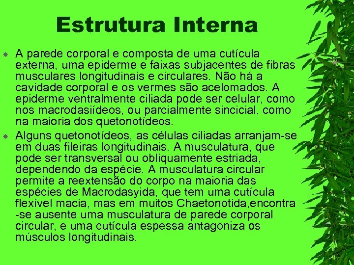 Estrutura Interna A parede corporal e composta de uma cutícula externa, uma epiderme e