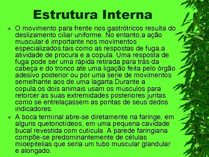 Estrutura Interna O movimento para frente nos gastrótricos resulta do deslizamento ciliar uniforme. No
