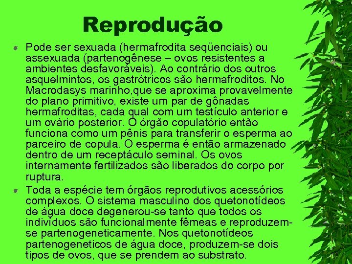 Reprodução Pode ser sexuada (hermafrodita seqüenciais) ou assexuada (partenogênese – ovos resistentes a ambientes