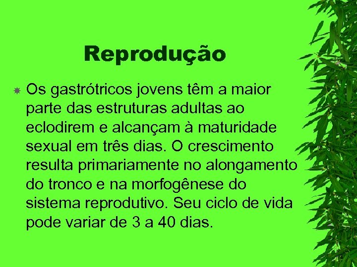 Reprodução Os gastrótricos jovens têm a maior parte das estruturas adultas ao eclodirem e