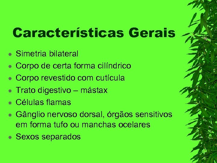 Características Gerais Simetria bilateral Corpo de certa forma cilíndrico Corpo revestido com cutícula Trato