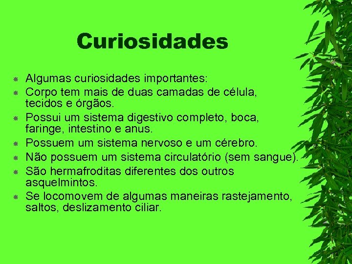 Curiosidades Algumas curiosidades importantes: Corpo tem mais de duas camadas de célula, tecidos e