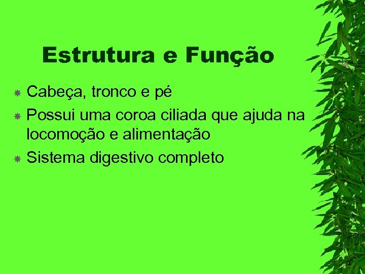 Estrutura e Função Cabeça, tronco e pé Possui uma coroa ciliada que ajuda na