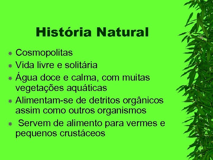 História Natural Cosmopolitas Vida livre e solitária Água doce e calma, com muitas vegetações