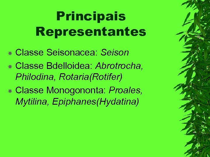 Principais Representantes Classe Seisonacea: Seison Classe Bdelloidea: Abrotrocha, Philodina, Rotaria(Rotifer) Classe Monogononta: Proales, Mytilina,