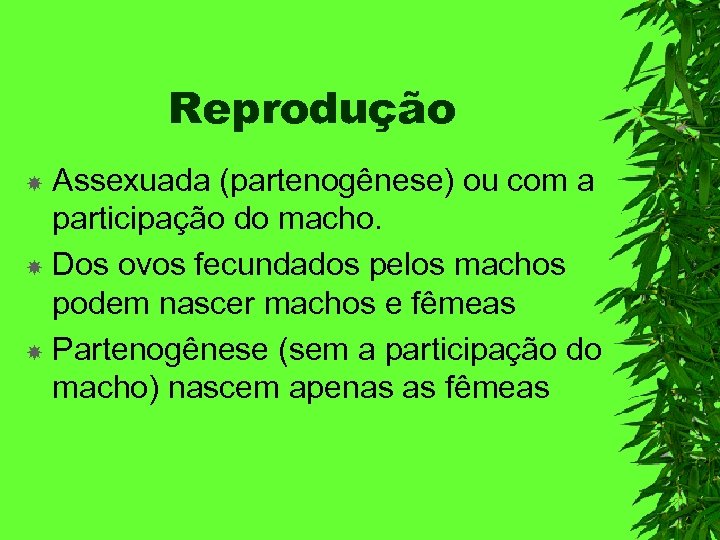 Reprodução Assexuada (partenogênese) ou com a participação do macho. Dos ovos fecundados pelos machos