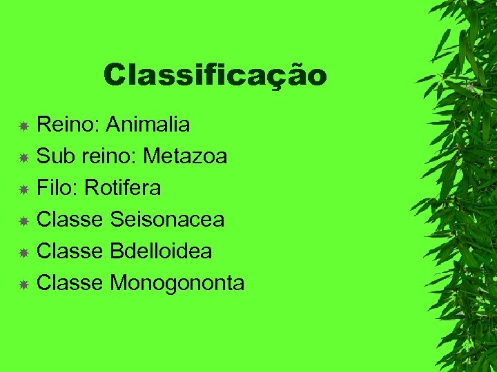 Classificação Reino: Animalia Sub reino: Metazoa Filo: Rotifera Classe Seisonacea Classe Bdelloidea Classe Monogononta