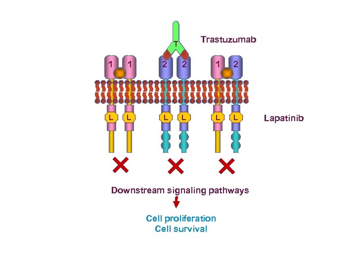 Trastuzumab T 1 1 2 2 1 2 L L L Downstream signaling pathways