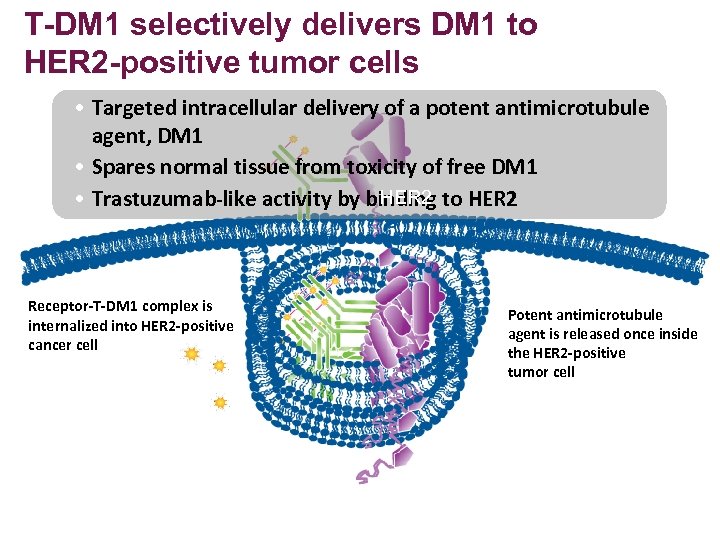 T-DM 1 selectively delivers DM 1 to HER 2 -positive tumor cells • Targeted