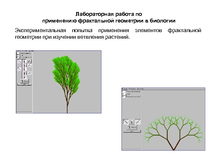Лабораторная работа по применению фрактальной геометрии в биологии Экспериментальная попытка применения элементов фрактальной геометрии