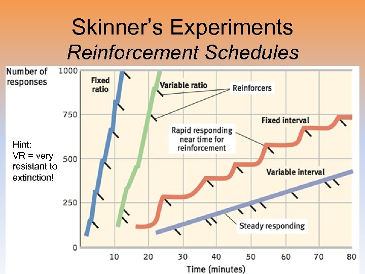 Skinner’s Experiments Reinforcement Schedules Hint: VR = very resistant to extinction! 