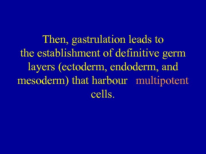 Then, gastrulation leads to the establishment of definitive germ layers (ectoderm, endoderm, and mesoderm)