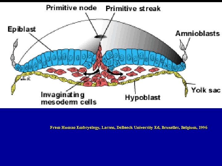 From Human Embryology, Larsen, De. Boeck University Ed, Bruxelles, Belgium, 1996 