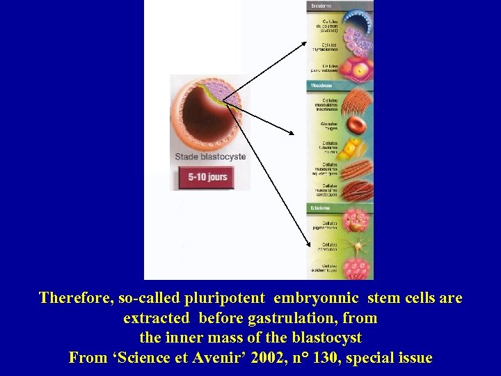 Therefore, so-called pluripotent embryonnic stem cells are extracted before gastrulation, from the inner mass