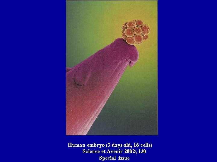 Human embryo (3 days old, 16 cells) Science et Avenir 2002; 130 Special issue