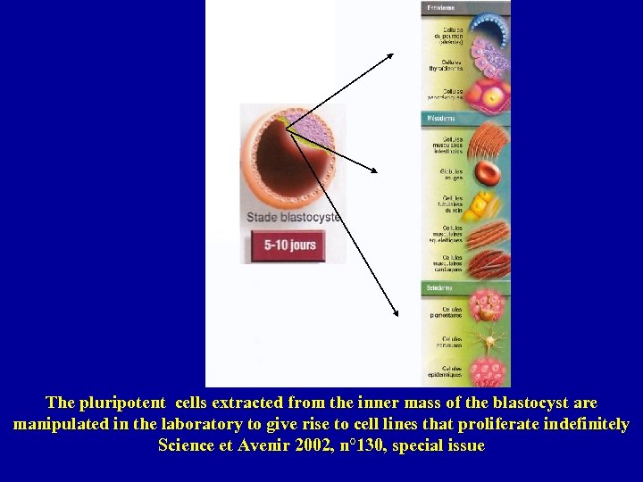 The pluripotent cells extracted from the inner mass of the blastocyst are manipulated in
