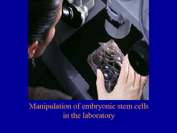 Manipulation of embryonic stem cells in the laboratory 