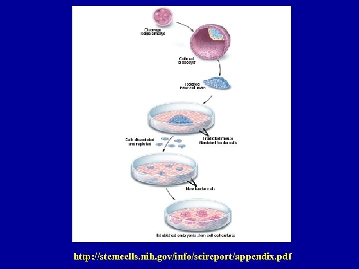 http: //stemcells. nih. gov/info/scireport/appendix. pdf 