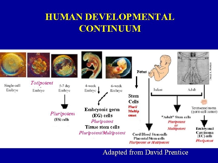 HUMAN DEVELOPMENTAL CONTINUUM Fetus Totipotent Stem Cells Embryonic germ Pluripotent (EG) cells Pluripotent Tissue