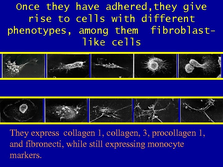 Once they have adhered, they give rise to cells with different phenotypes, among them