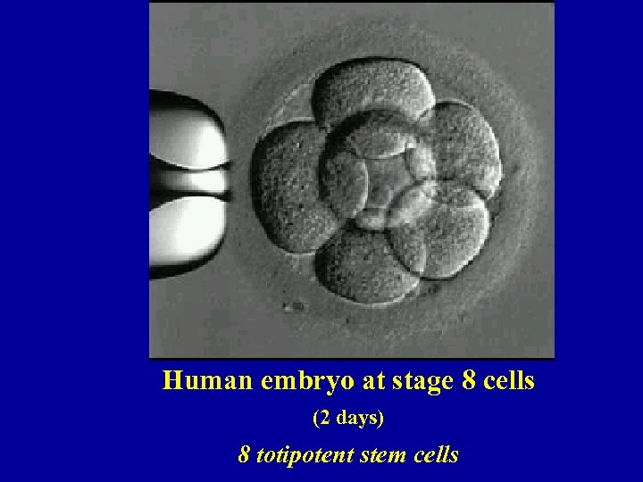 Human embryo at stage 8 cells (2 days) 8 totipotent stem cells 