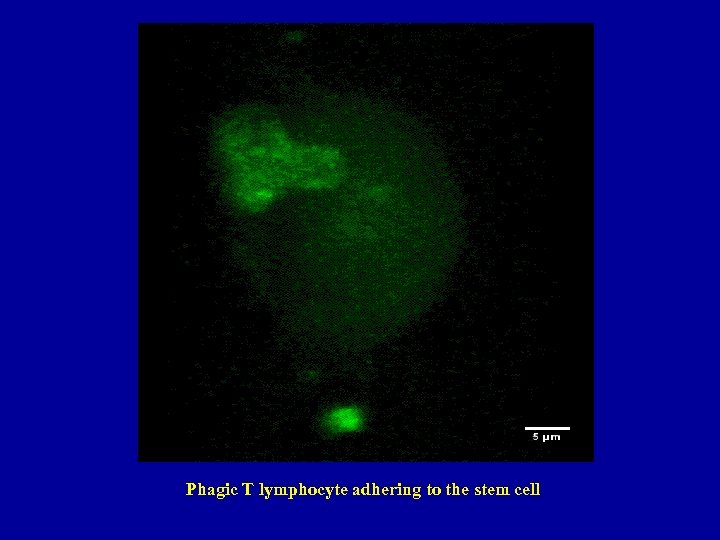 Phagic T lymphocyte adhering to the stem cell 