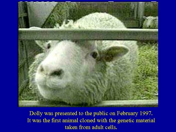 Dolly was presented to the public on February 1997. It was the first animal