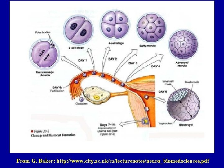 From G. Baker: http: //www. city. ac. uk/cs/lecturenotes/neuro_biomedsciences. pdf 