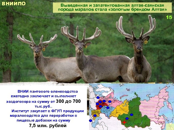 ВНИИПО Выведенная и запатентованная алтае-саянская порода маралов стала «золотым брендом Алтая» 15 ВНИИ пантового