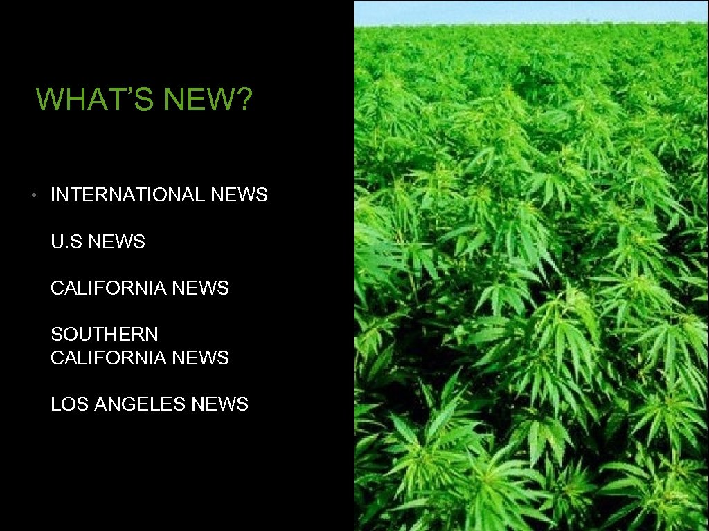 WHAT’S NEW? • INTERNATIONAL NEWS U. S NEWS CALIFORNIA NEWS SOUTHERN CALIFORNIA NEWS LOS