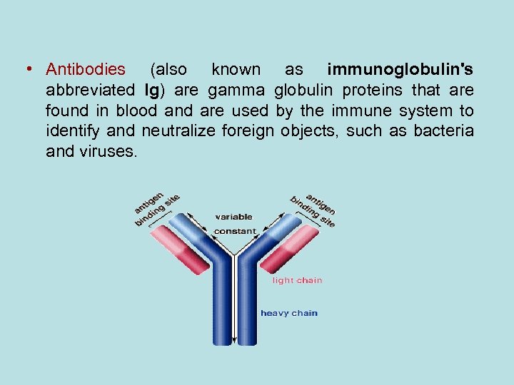  • Antibodies (also known as immunoglobulin's abbreviated Ig) are gamma globulin proteins that