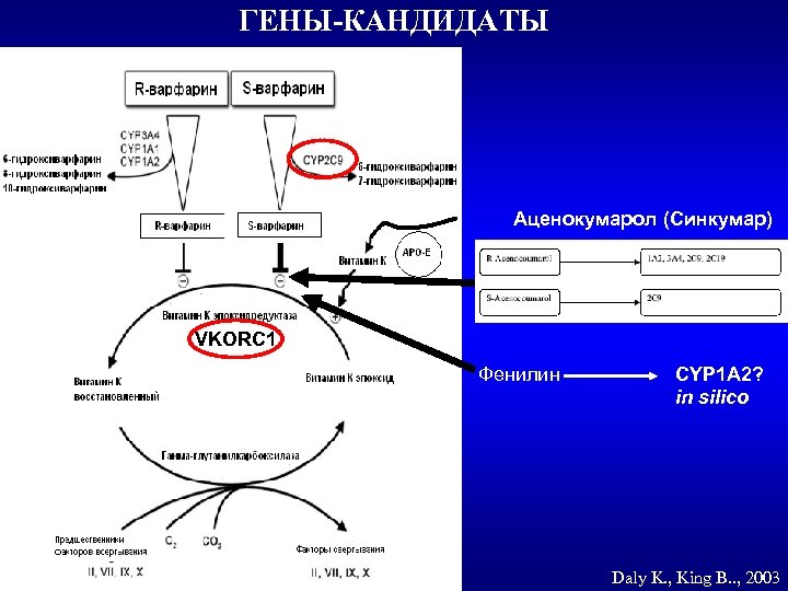 ГЕНЫ-КАНДИДАТЫ Аценокумарол (Синкумар) VKORC 1 Фенилин CYP 1 А 2? in silico Daly K.