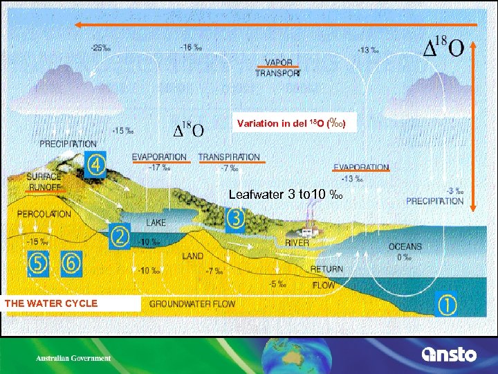 Variation in del 18 O (‰) Leafwater 3 to 10 ‰ THE WATER CYCLE