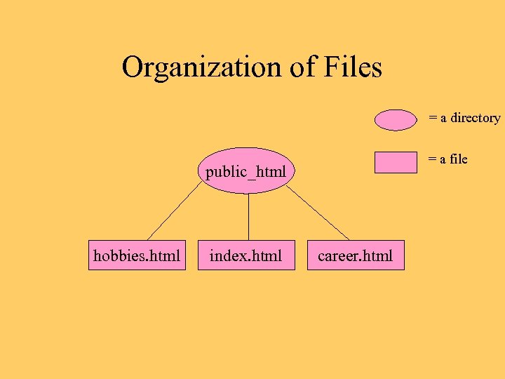 Organization of Files = a directory = a file public_html hobbies. html index. html