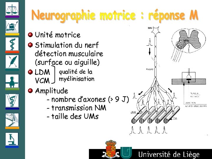 Unité motrice Stimulation du nerf détection musculaire (surface ou aiguille) LDM qualité de la
