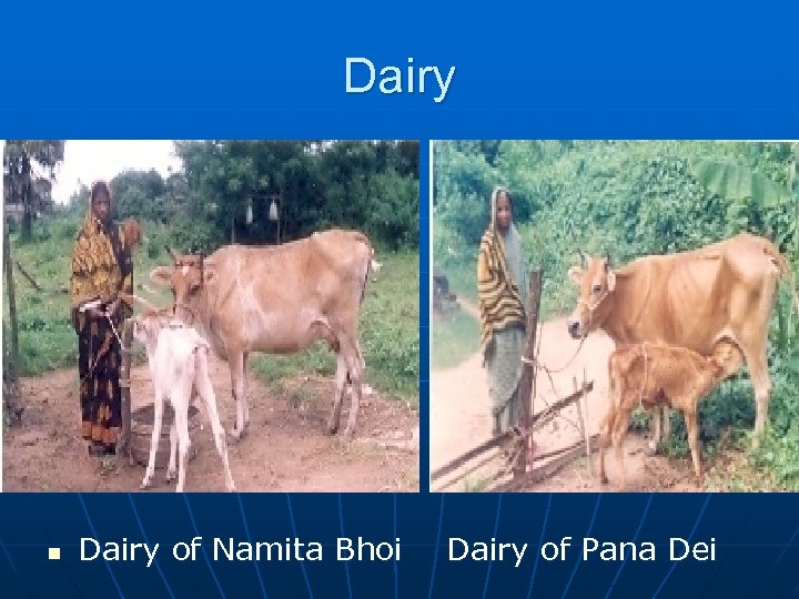 Dairy n Dairy of Namita Bhoi Dairy of Pana Dei 