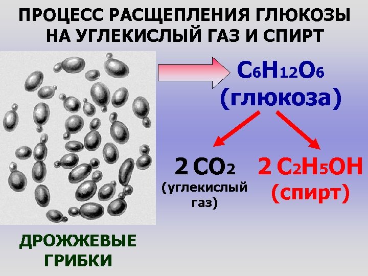 ПРОЦЕСС РАСЩЕПЛЕНИЯ ГЛЮКОЗЫ НА УГЛЕКИСЛЫЙ ГАЗ И СПИРТ C 6 H 12 O 6